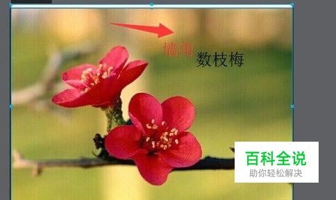 怎么在图片上添加文字？（两种方法）-编程知识网